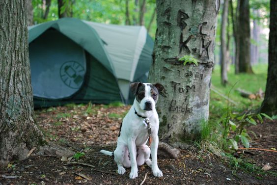 Camping Dogs National Parks Tasmania